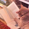 Cat and books