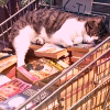 Cat and books