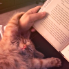 Cat and books