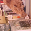 Cat and books